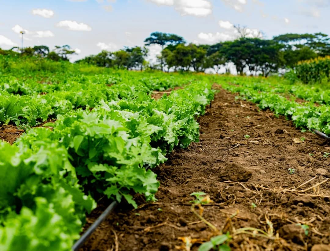 Cover Image for Closed-loop Urban Agriculture Anacostia 2026: DC Update