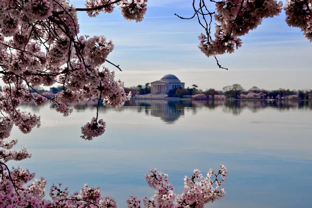 Cover Image for DC cherry blossom peak bloom 2026 Forecast and Outlook
