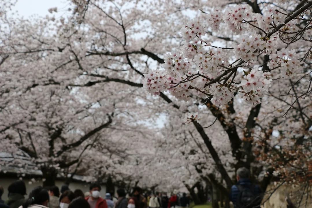 Cover Image for DC Cherry Blossoms 2026 Peak & Festival Insights